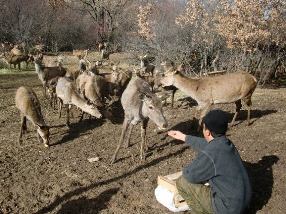 оградени ловишта во Македонија