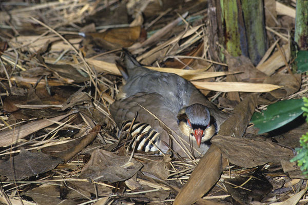 Rock partridge on the nest