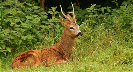 Срна Capreolus capreolus