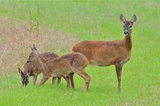 Срна Capreolus capreolus