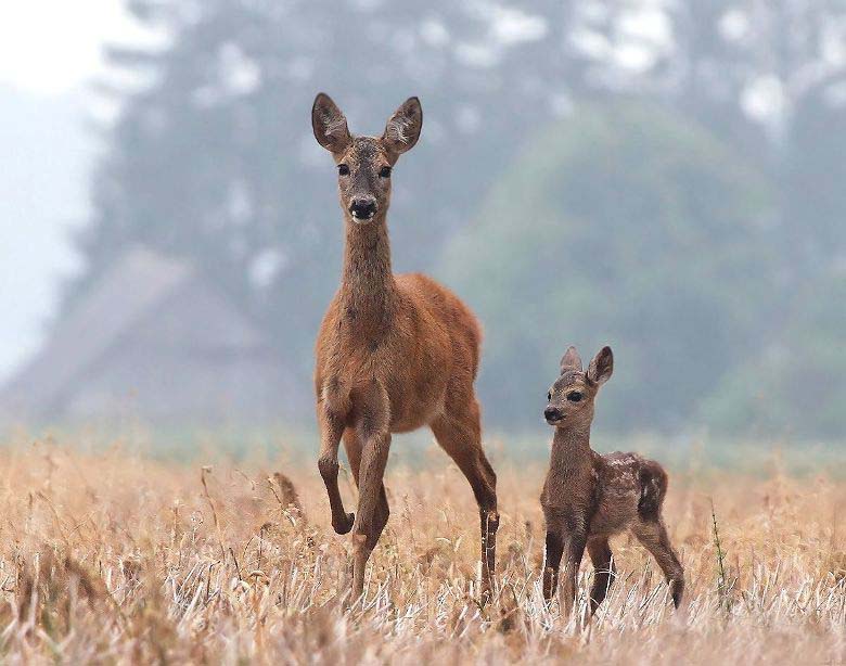 Срна Capreolus capreolus
