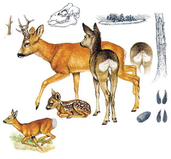 Срна Capreolus capreolus