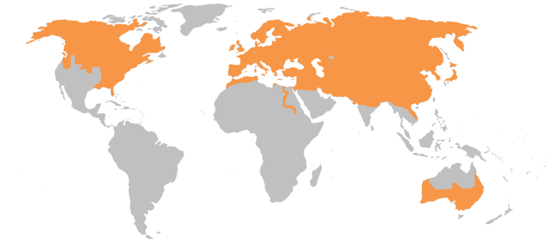 Лисица Vulpes vulpes