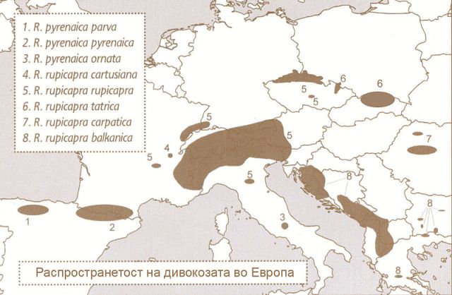 Дивокоза Rupicapra rupicapra