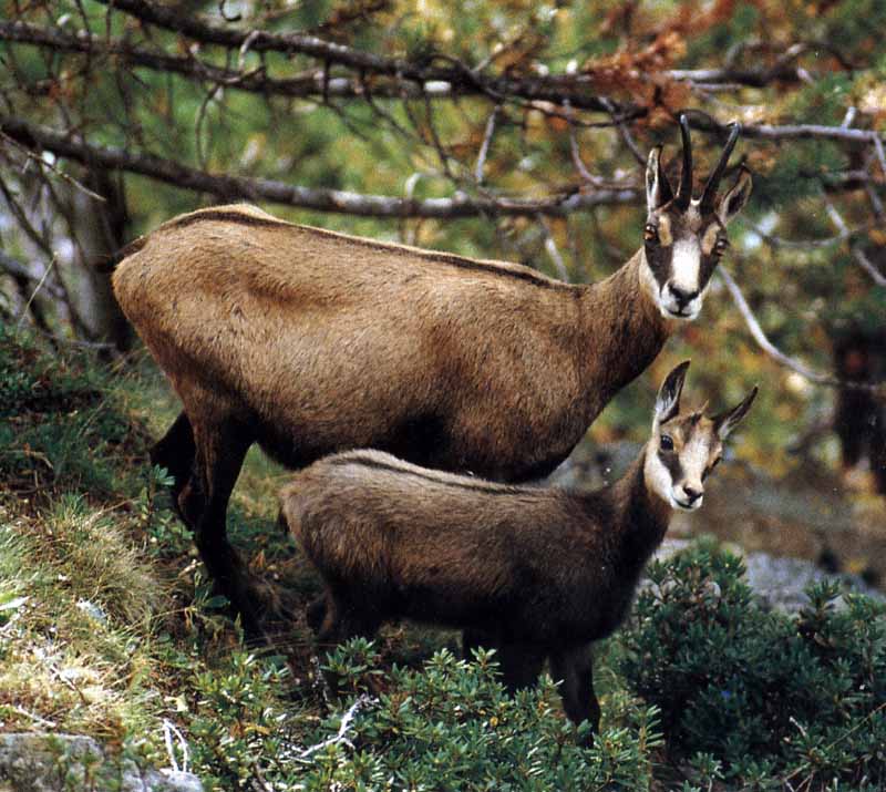 Дивокоза Rupicapra rupicapra