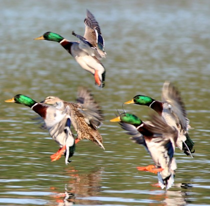 Дивата пајка Anas Platyrhynchos