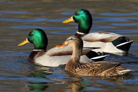 Дивата пајка Anas Platyrhynchos