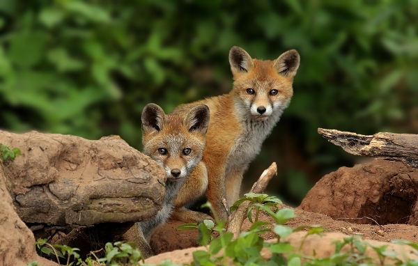 Лисица Vulpes vulpes