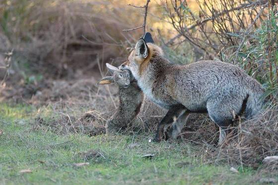Лисица Vulpes vulpes