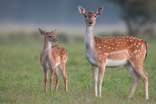 Doe and fawn fallow deer dama dama