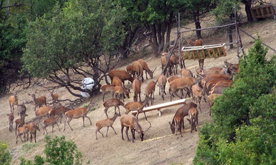 Елени во ловиште Ниџе