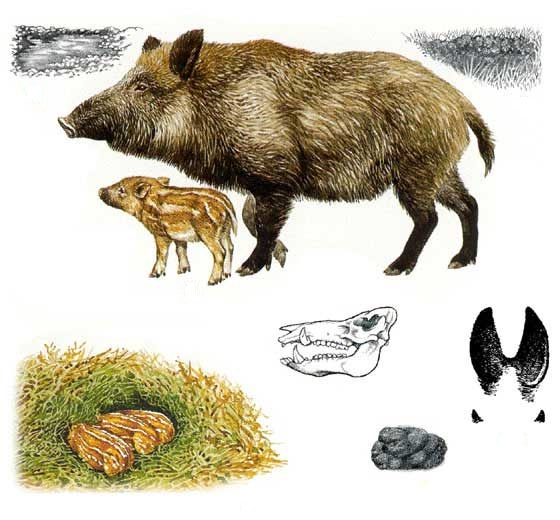 Дива свиња Sus scrofa