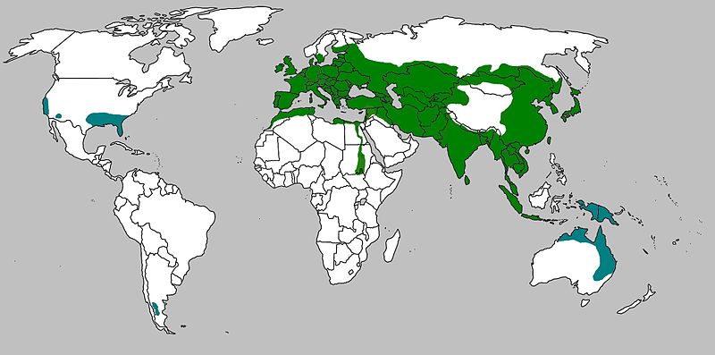 Дива свиња Sus scrofa