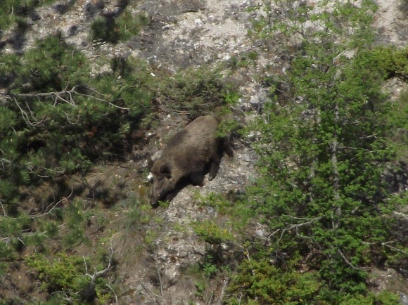 Дива свиња Sus scrofa