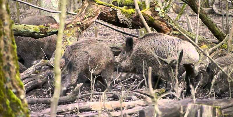 Дива свиња Sus scrofa