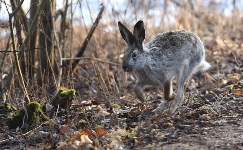 Зајак Lepus europaeus