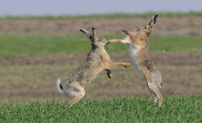 Зајак Lepus europaeus