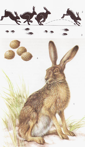Зајак Lepus europaeus
